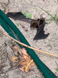 Animal Removal Branch County